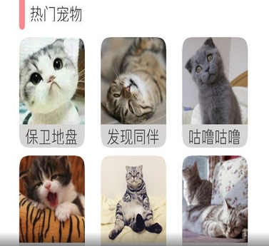 人猫狗语翻译器