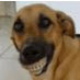 关于狗的聊天表情包超级爆笑-搞笑狗狗沙雕表情图片大全下载高清合集
