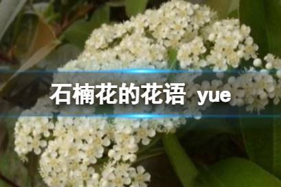 石楠花的花语 yue 石楠花是什么味道