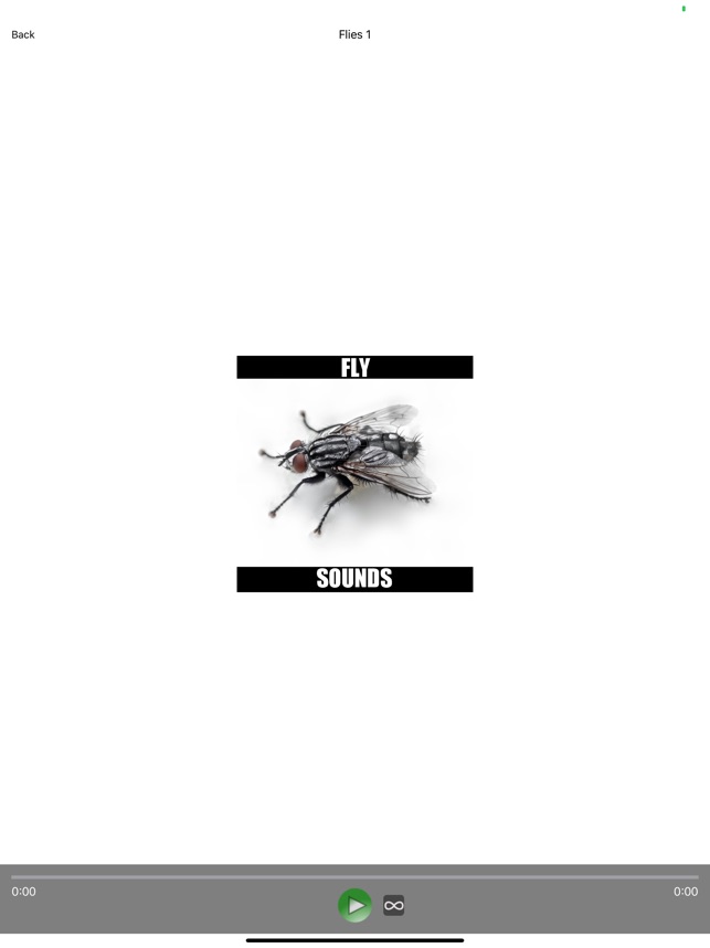 Fly Sounds!