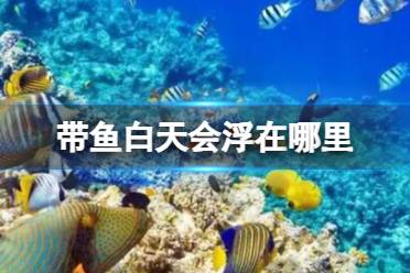 神奇海洋带鱼8.8 带鱼浮在海水中层还是海底