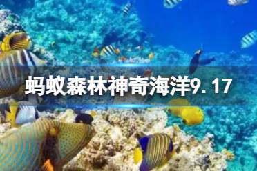 神奇海洋9.17炮弹鱼 炮弹鱼爱吃海胆还是海葵