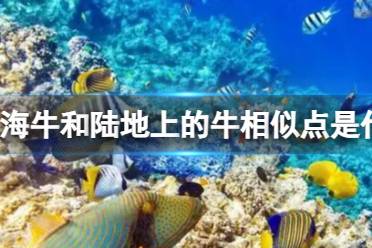 海牛和陆地上的牛相似点是什么 蚂蚁森林神奇海洋今日答案10.11最新