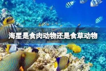 刺鲀浑身的刺是鱼鳞还是牙齿 蚂蚁森林神奇海洋今日答案12.26最新